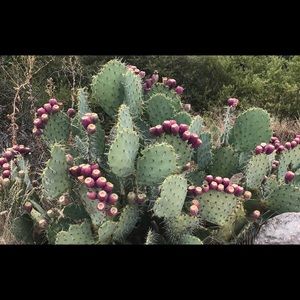 Meet your Posher, Kayli